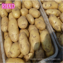 chinese big fresh potatoes exporter
